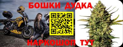 сатива Новозыбков