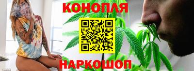 сатива Новозыбков